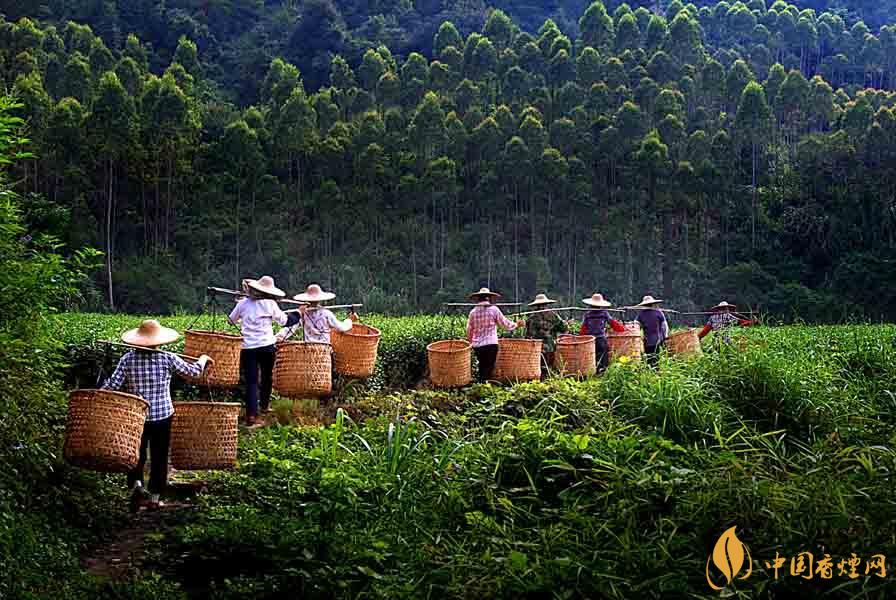 秋茶和春茶的區(qū)別 秋茶和春茶哪個好喝