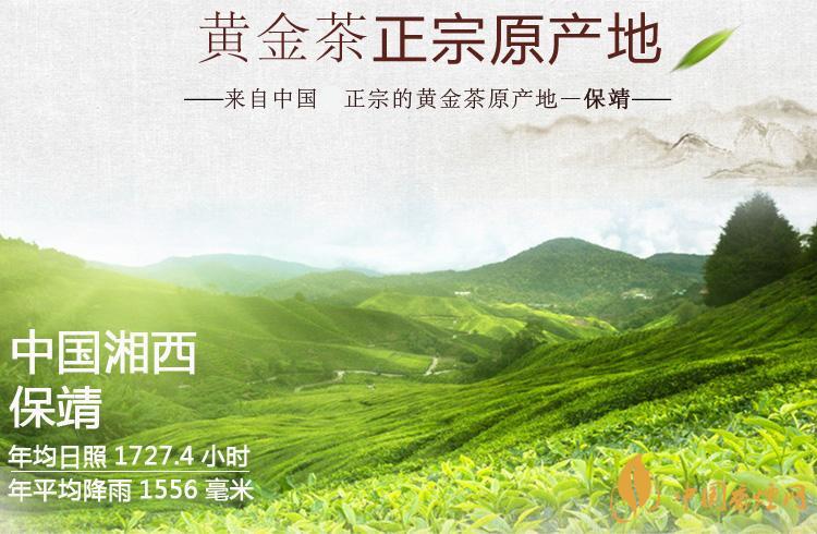 保靖黃金茶多少錢(qián)一斤 保靖黃金茶屬于什么茶