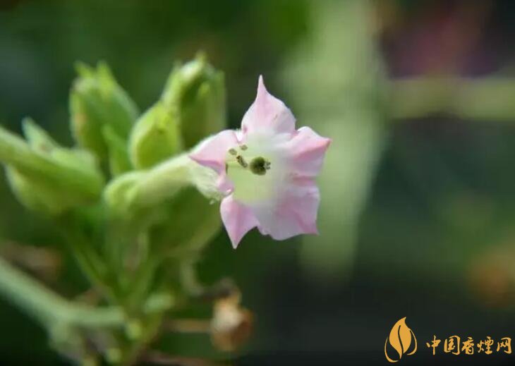 煙草花花語是什么，煙草花什么時候開花