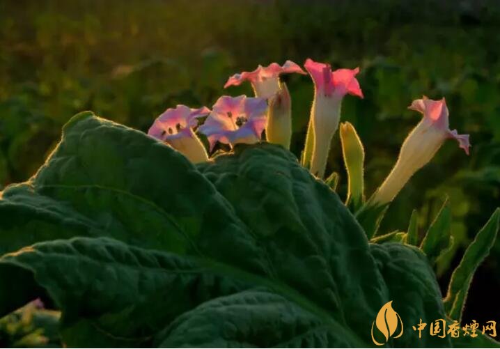 煙草花花語是什么，煙草花什么時候開花