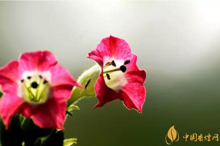 煙草花花語是什么，煙草花什么時候開花