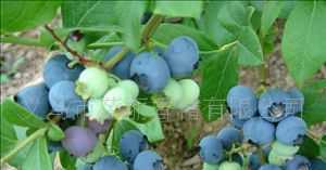 蓝莓味(彩妆类)日用香精,法国原装进口_精细化学品